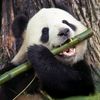 Animals's Behaviour
