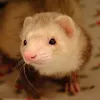 bielpalerma