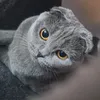 mrpivll00