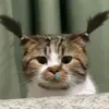 hihahihu.11