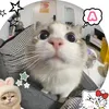 biabochauphivns1