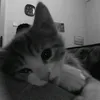 dieulinh012_