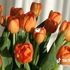 tulip.oranye8
