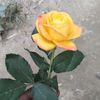 nhasim3