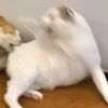 rilesssnumbatwo