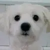 teresa.pelliccio4