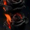 muhammad.rasheed772