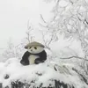 trustme_san