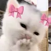 angelfurrycat