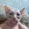 randomchet8