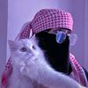 tabish.rajput28