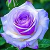 mdzeeshan9484