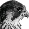 falcon_peregri