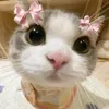 catsarecool539