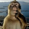 monkey17monkeu
