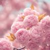 nafeesah831