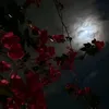 myaffm