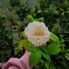sandhya.xettri051
