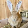winifred.the.giant.rabbit