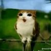disguised.fart