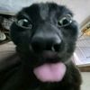 ollie33417