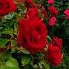 rosa__574