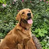farmershound