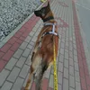 urfav.belgian.malinois