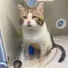Save Tima from death