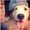 skibidi.micoo