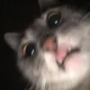 dandandynamics