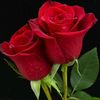 shazia.rathore0111819