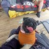 luna.the.pug97
