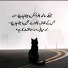 shezadi32104