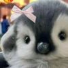 niaa_5475