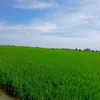nguyenngocsang009