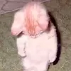 uocmolamsiquanquandoi
