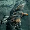 alan.arajo36