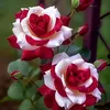 jhiemel2