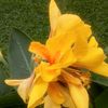mehedihasan1234gmail