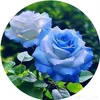user8682866611153