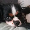 cavalierkingcharlz