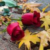 ebu_bekir2525