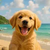 puppyadventuresssss