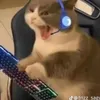 raphanel2