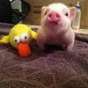 chris.p.bacooon