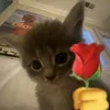 قط مسكين 🙂🥀