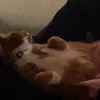 arealreallionare