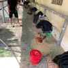 Gà cỏ 🐓