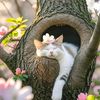 rina.begum4957